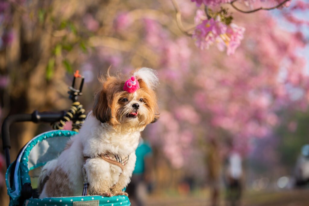 Shih Tzu