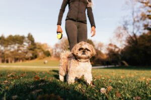 Cómo Enseñar a tu Shih Tzu a Hacer sus Necesidades en el Lugar Correcto: Método Paso a Paso