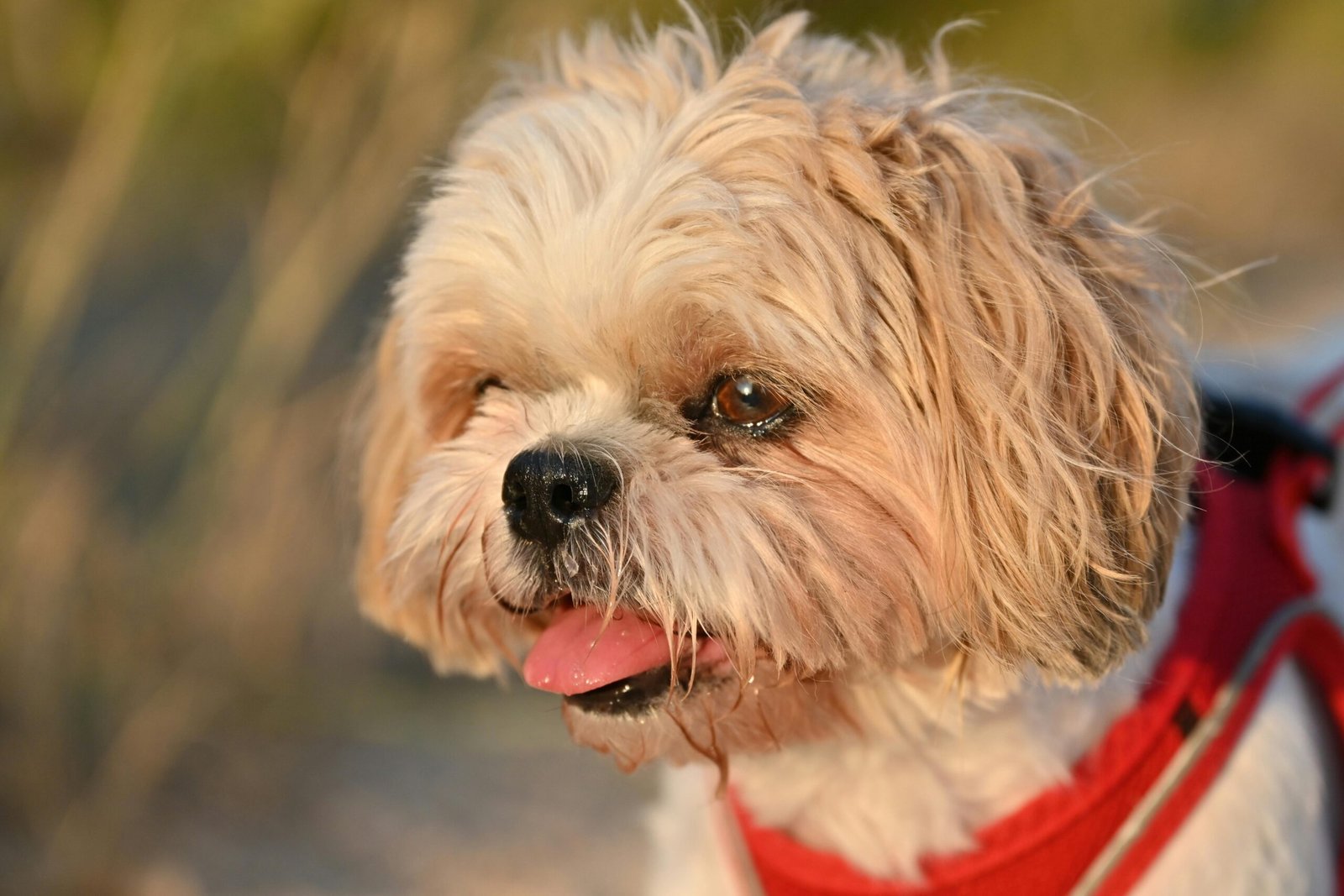 shih-tzu-fofinho