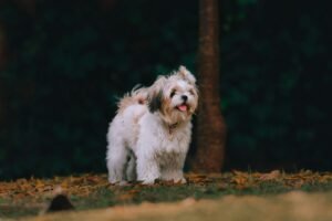 Mi Shih Tzu es un amor… pero ¡qué testarudo! Así aprendimos a entendernos
