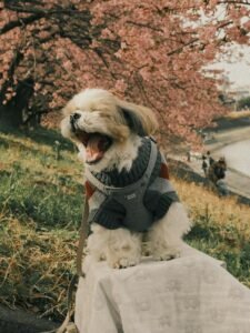 Consejos para Corregir la Ansiedad por Separación en Shih Tzus