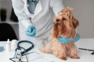 Enfermedades Comunes en Shih Tzu y Cómo Prevenirlas: Guía para Dueños Responsables